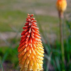 Bloemen-flowers Kniphofia "Red Rocket" - Vuurpijlplant