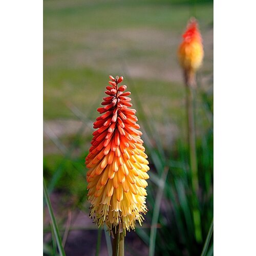 Bloemen-flowers Kniphofia "Red Rocket" - Torch Lilly