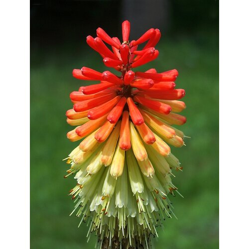 Bloemen-flowers Kniphofia "Red Rocket" - Vuurpijlplant