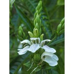 Bloemen-flowers Justicia adathoa - Malabar nut