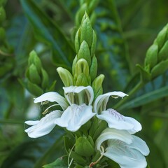 Bloemen-flowers Justicia adathoa - Noix de Malabar