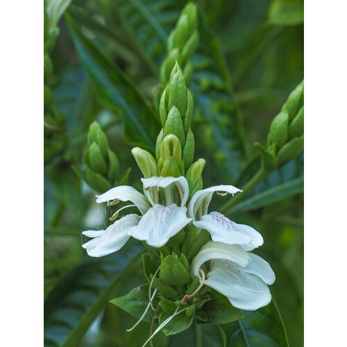 Bloemen-flowers Justicia adathoa - Malabar nut