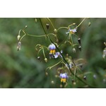 Blad-leaf Dianella tasmanica variegata - Lys de lin de Tasmanie