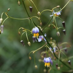 Blad-leaf Dianella tasmanica variegata - Tasmaanse vlaslelie