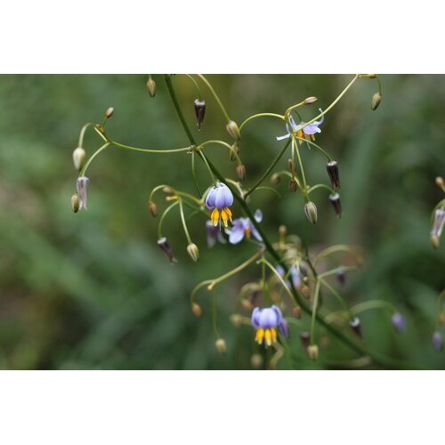 Blad-leaf Dianella tasmanica variegata - Tasmaanse vlaslelie