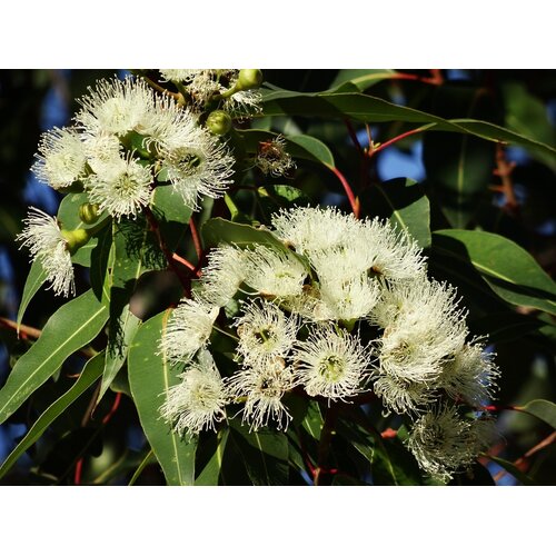 Bomen-trees Eucalyptus citriodora - Citroeneucalyptus