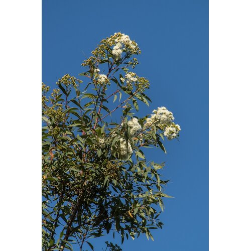 Bomen-trees Eucalyptus citriodora - Lemon Eucalyptus