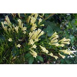 Bloemen-flowers Russelia equisetiformis - Firecracker Plant