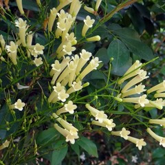 Bloemen-flowers Russelia equisetiformis - Firecracker Plant