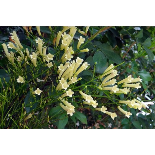 Bloemen-flowers Russelia equisetiformis - Firecracker Plant