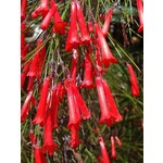 Bloemen-flowers Russelia equisetiformis - Firecracker Plant