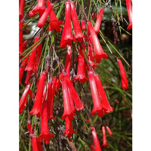 Bloemen-flowers Russelia equisetiformis - Firecracker Plant
