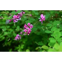 Eetbare tuin-edible garden Lespedeza bicolor - Trèfle arbustif