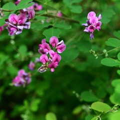 Eetbare tuin-edible garden Lespedeza bicolor - Trèfle arbustif