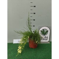 Bloemen-flowers Russelia equisetiformis - Vuurwerkplant