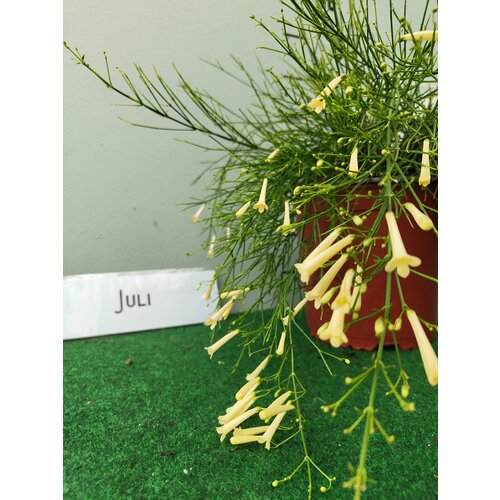 Bloemen-flowers Russelia equisetiformis - Firecracker Plant