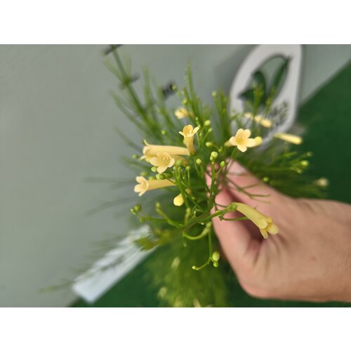 Bloemen-flowers Russelia equisetiformis - Firecracker Plant