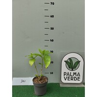 Bloemen-flowers Justicia adathoa - Malabar nut