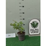 Eetbare tuin-edible garden Ocimum sanctum - Tulsi - Holy Basil