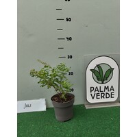 Eetbare tuin-edible garden Ocimum sanctum - Tulsi - Holy Basil