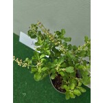 Eetbare tuin-edible garden Ocimum sanctum - Tulsi - Holy Basil