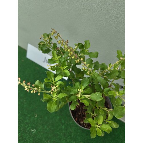 Eetbare tuin-edible garden Ocimum sanctum - Tulsi - Holy Basil