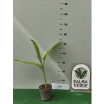 Eetbare tuin-edible garden Curcuma longa - Curcuma - Turmeric