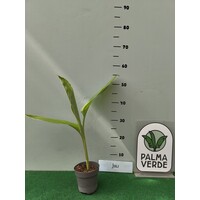 Eetbare tuin-edible garden Curcuma longa - Kurkuma - Koenjit