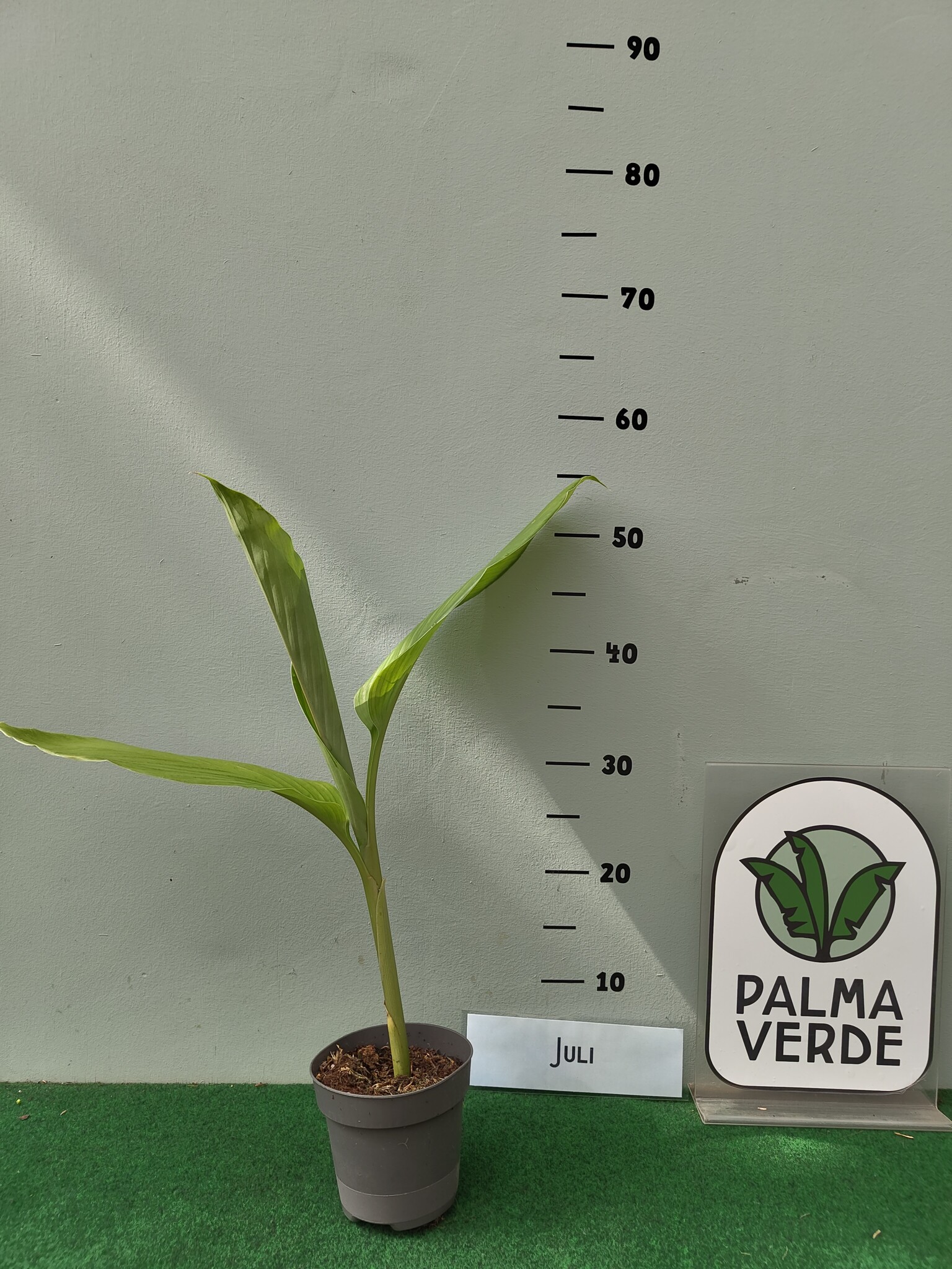 Curcuma longa - Kurkuma - Koenjit - Palma Verde Exoten