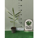 Eetbare tuin-edible garden Zingiber officinale - Real Ginger