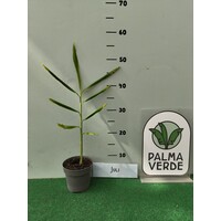 Eetbare tuin-edible garden Zingiber officinale - Real Ginger