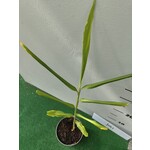 Eetbare tuin-edible garden Zingiber officinale - Gingembre officinal