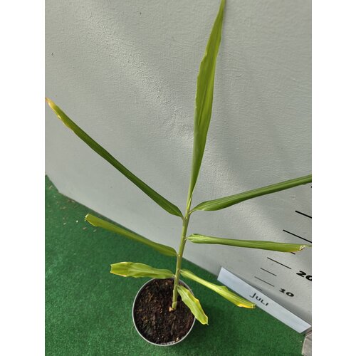 Eetbare tuin-edible garden Zingiber officinale - Real Ginger