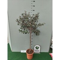 Bloemen-flowers Acca sellowiana - Brazilian guava - Feijoa