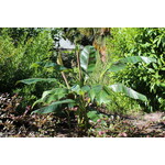 Bananen-bananas Musa sikkimensis Red Tiger - Banane de Sikkim