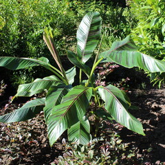 Bananen-bananas Musa sikkimensis Red Tiger - Darjeelingbanaan