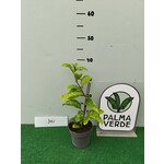 Eetbare tuin-edible garden Passiflora edulis - Passion fruit