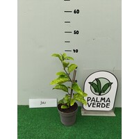 Eetbare tuin-edible garden Passiflora edulis - Passievrucht