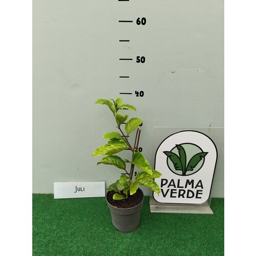 Eetbare tuin-edible garden Passiflora edulis - Grenadille