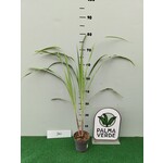 Eetbare tuin-edible garden Cymbopogon citratus - Citronnelle