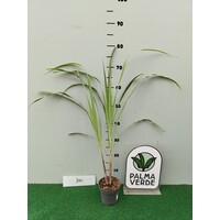 Eetbare tuin-edible garden Cymbopogon citratus - Lemongrass