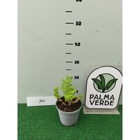 Bloemen-flowers Lippia citriodora - Citroenverbena - Citroenstruik