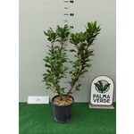 Eetbare tuin-edible garden Arbutus unedo - Arbousier - Arbouse - Arbre aux fraises