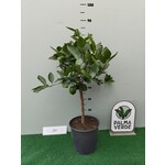 Eetbare tuin-edible garden Citrus latifolia-aurantifolia Lime Verde - Limoen