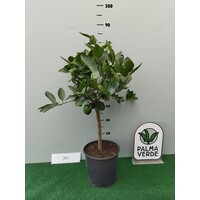 Eetbare tuin-edible garden Citrus latifolia-aurantifolia Lime Verde -Limette