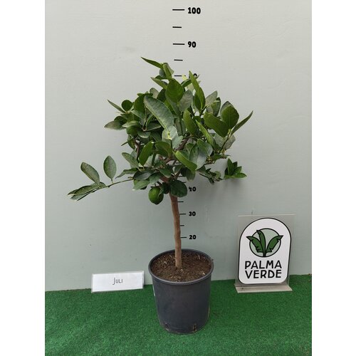 Eetbare tuin-edible garden Citrus latifolia-aurantifolia Lime Verde - Limoen