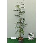 Eetbare tuin-edible garden Schinus molle - Peruviaanse peperboom