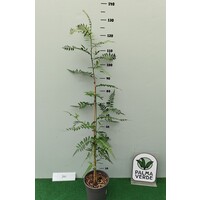 Eetbare tuin-edible garden Schinus molle - Peruvian pepper tree