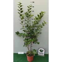 Eetbare tuin-edible garden Psidium cattleianum - Strawberry guava