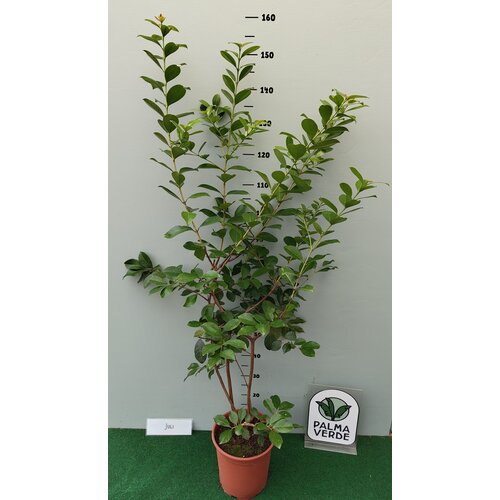 Eetbare tuin-edible garden Psidium cattleianum - Aardbeiguave